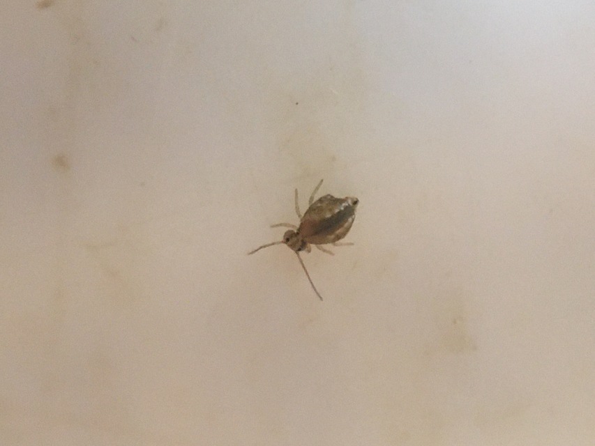 Sminthurus maculatus