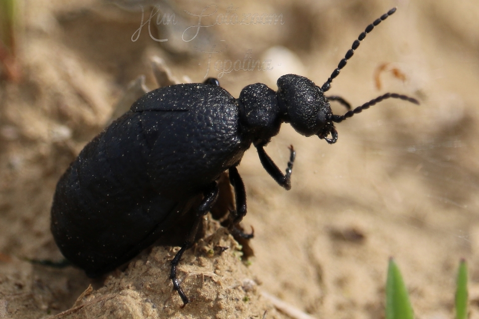 Meloe rugosus - ráncos nünüke