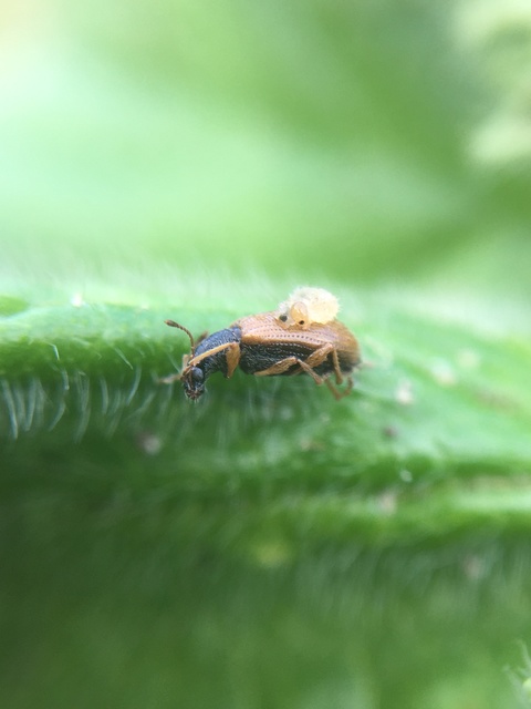 Phyllobius oblongus - közönséges levélormányos