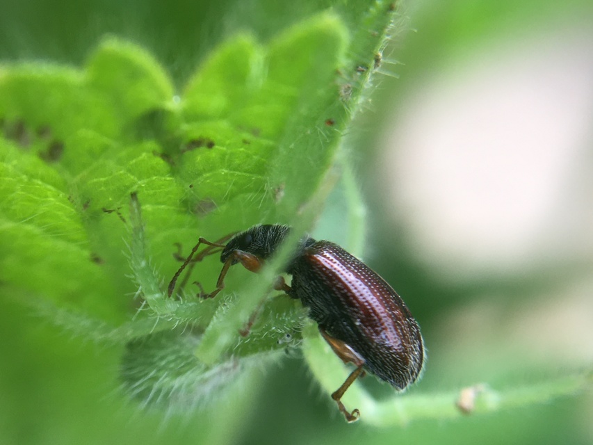 Phyllobius oblongus - közönséges levélormányos
