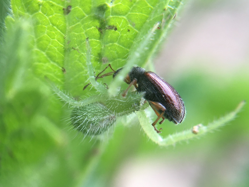 Heriaeus graminicola/hirtus