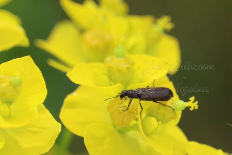 Dasytinae