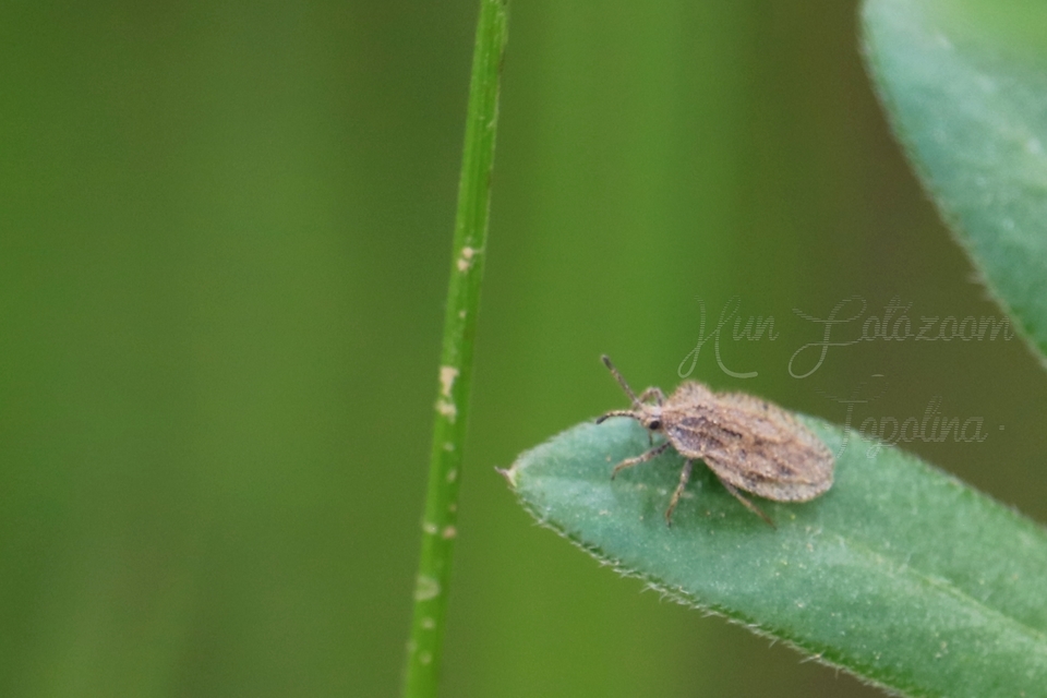 Tingis reticulata - szőrösszegélyű csipkéspoloska Tingis reticulata - szőrösszegélyű csipkéspoloska