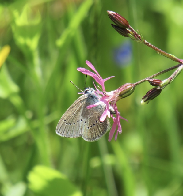 Cyaniris semiargus - aprószemes boglárka
