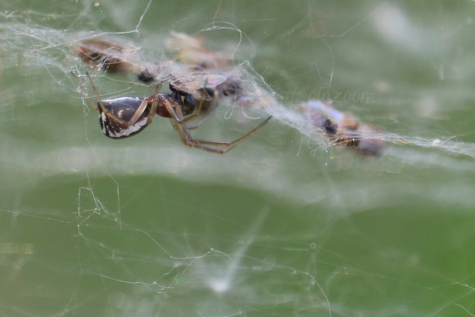 Frontinellina frutetorum - bokor vitorláspók