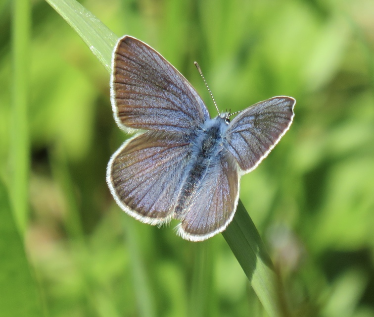 Cyaniris semiargus - aprószemes boglárka