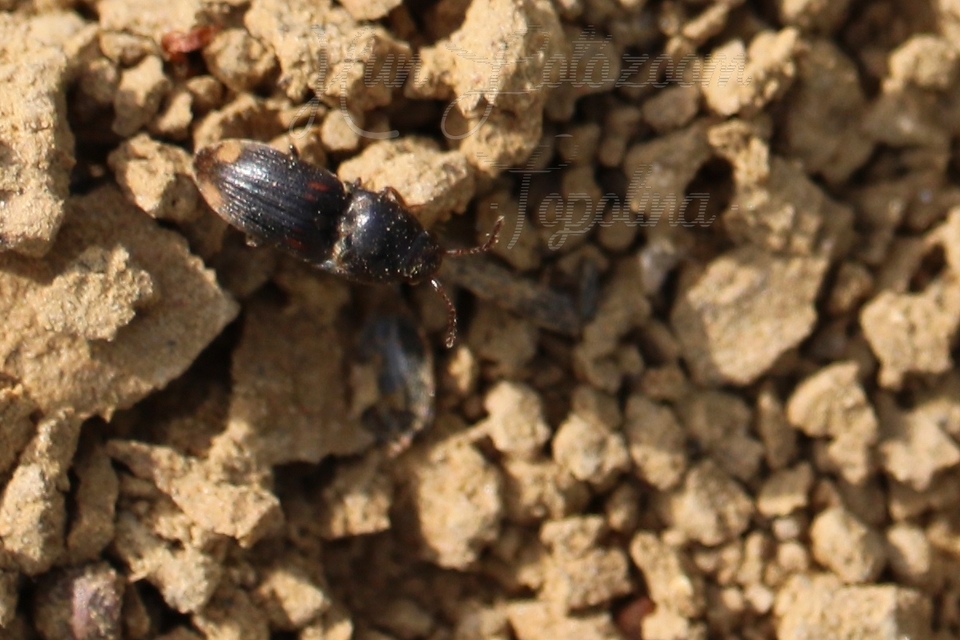Drasterius bimaculatus - változékony pattanó