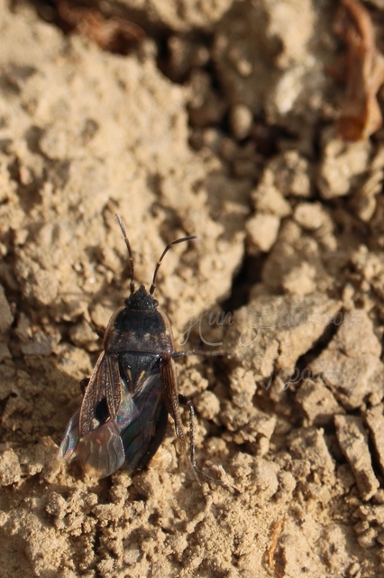 Graptopeltus lynceus - homoki díszesbodobács