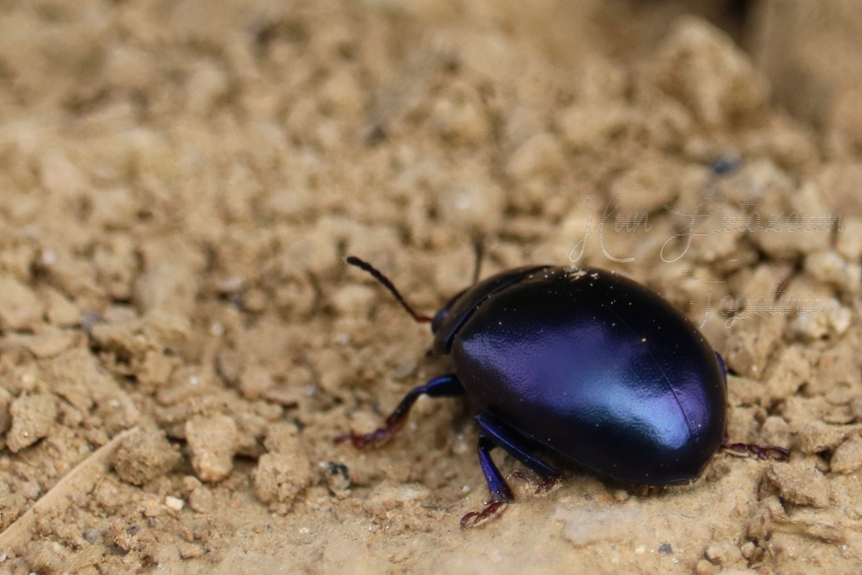 Chrysolina sturmi - vöröslábú levelész