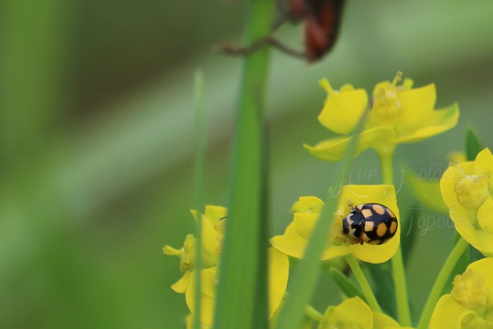 Coccinula quatuordecimpustulata - feketesárga katóka