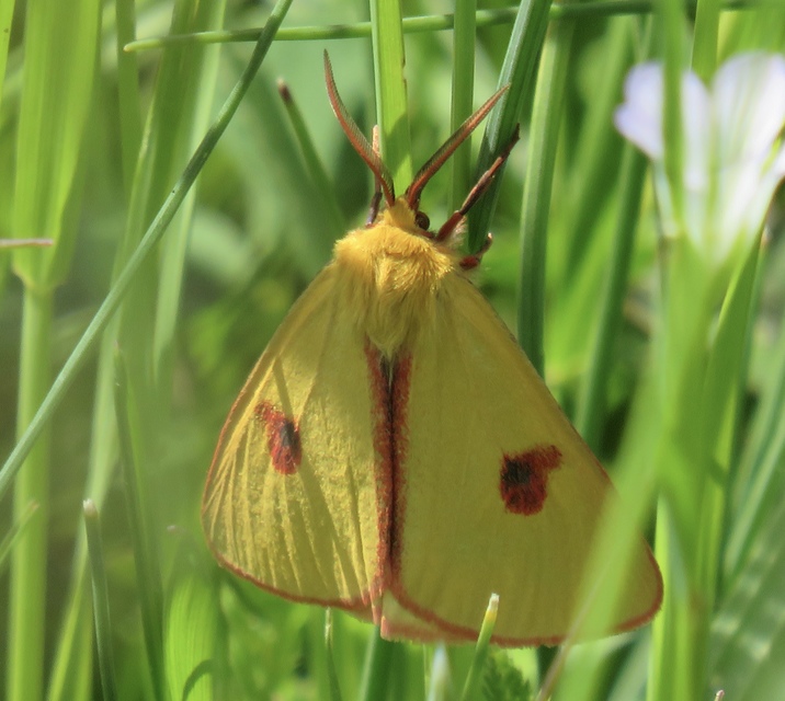 Diacrisia sannio - vörösszélű medvelepke