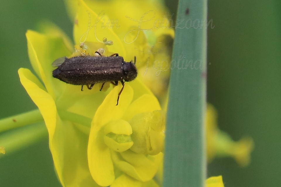 Dasytinae