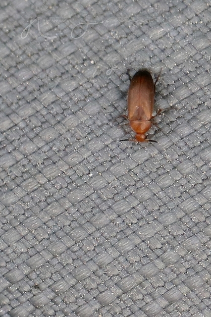 Anaspis flava - sárga árvabogár