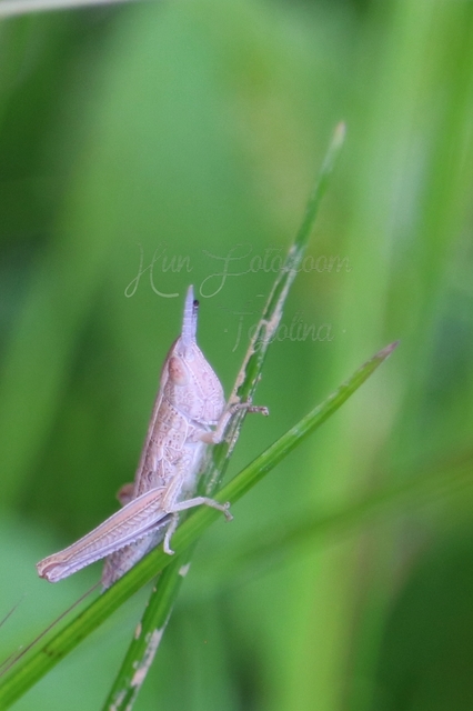 Euthystira brachyptera - smaragdzöld sáska