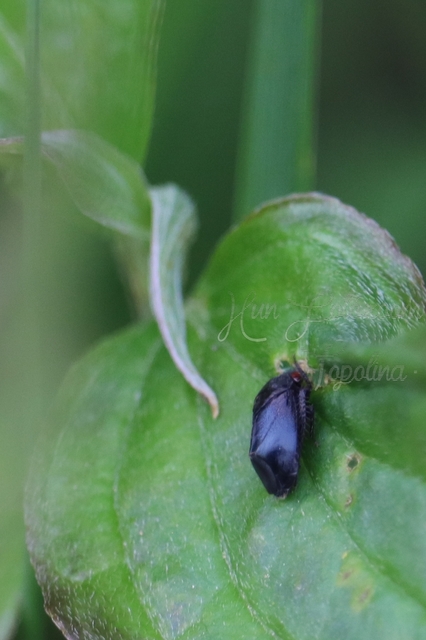 Penthimia nigra - fekete kabóca Penthimia nigra - fekete kabóca