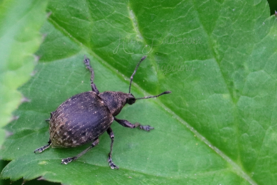 Liophloeus