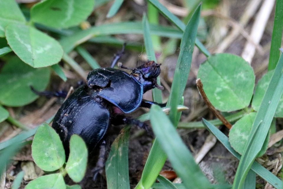 Anoplotrupes stercorosus - erdei álganéjtúró