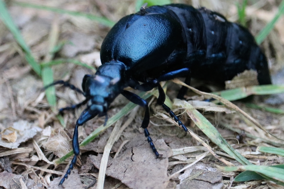 Meloe violaceus - kék nünüke
