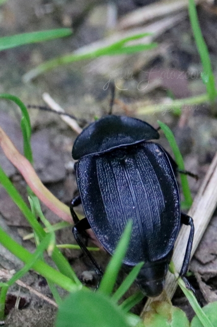 Phosphuga atrata - bordás csigarabló