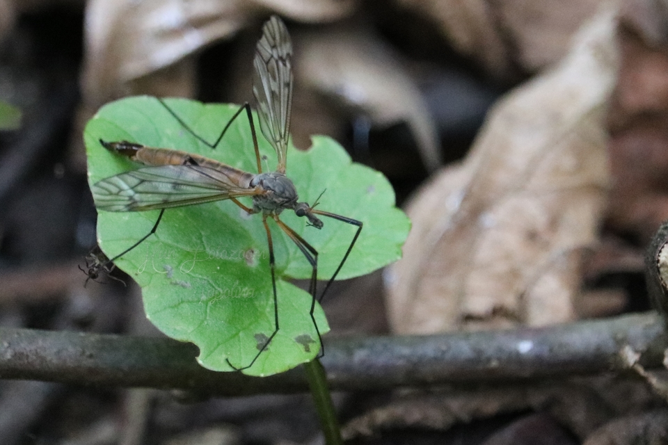 Tipula