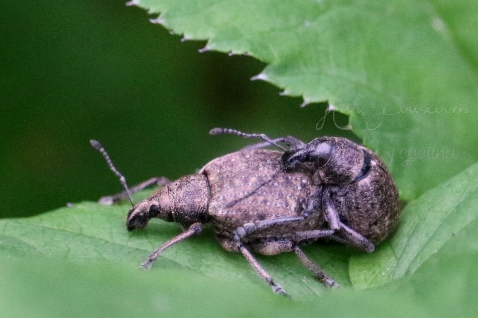 Liophloeus