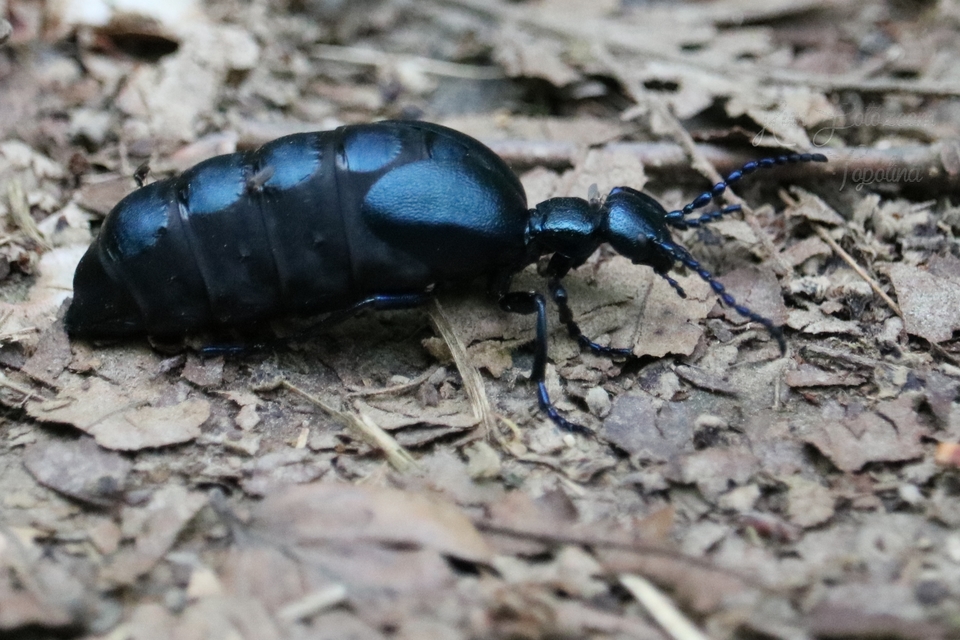 Meloe violaceus - kék nünüke