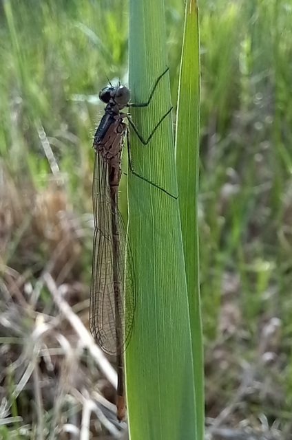 Coenagrion pulchellum - karcsú légivadász