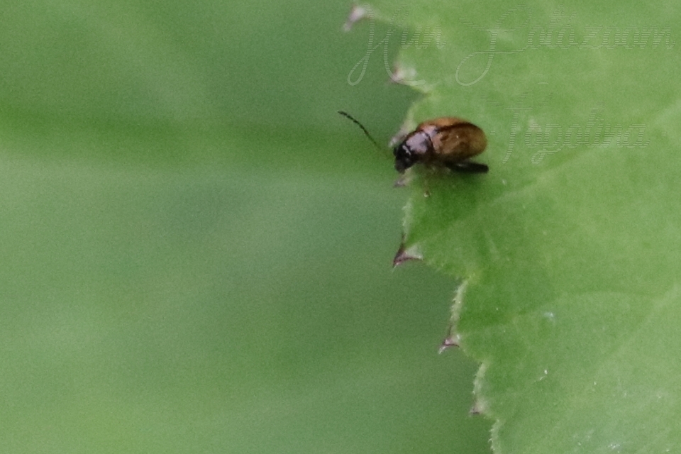 Longitarsus