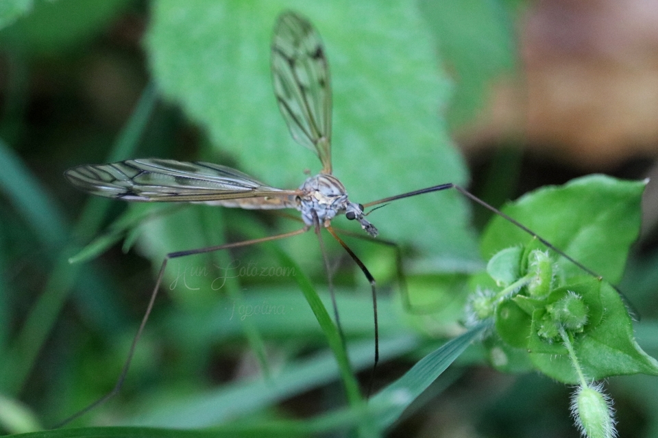Tipula