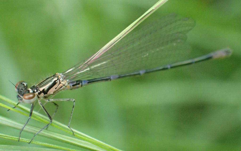 Coenagrion pulchellum - karcsú légivadász