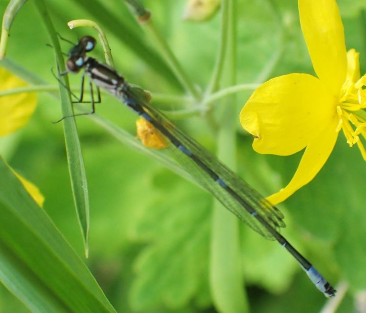 Coenagrion pulchellum - karcsú légivadász