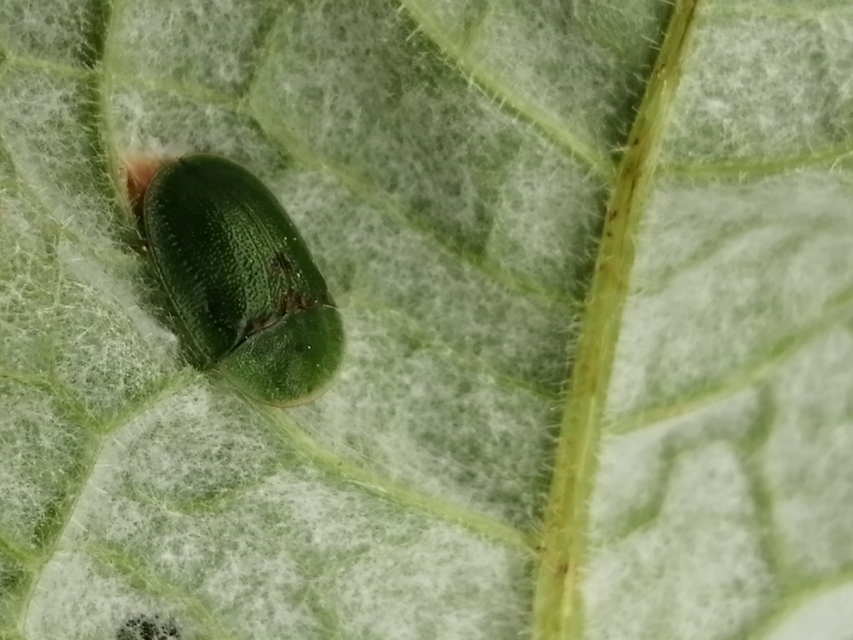Cassida