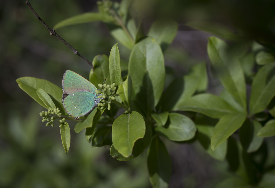 Callophrys rubi - zöldfonákú lepke