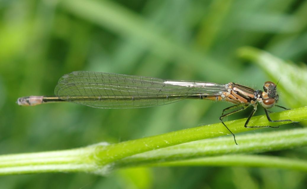 Coenagrion pulchellum - karcsú légivadász