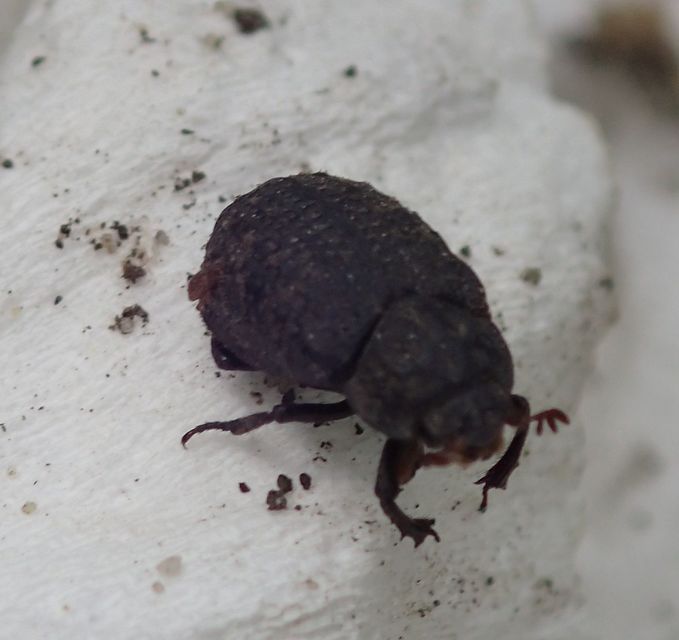 Trox sabulosus - közönséges irhabogár