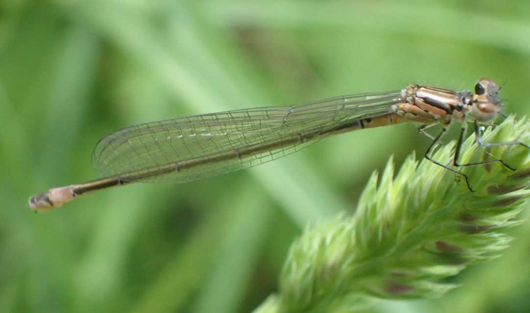 Coenagrion pulchellum - karcsú légivadász