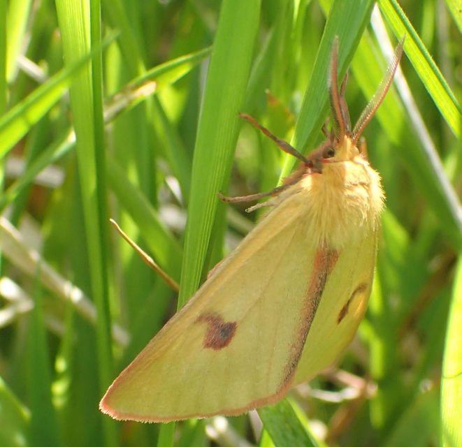 Diacrisia sannio - vörösszélű medvelepke