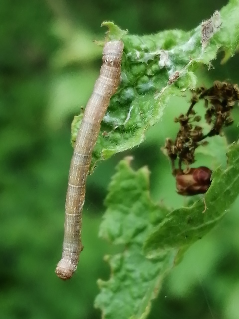 Agriopis marginaria - sárgás téliaraszoló