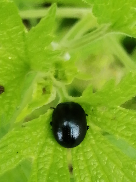 Chrysolina oricalcia - bronzos levélbogár