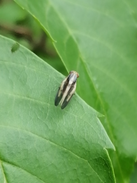 Peplomyza