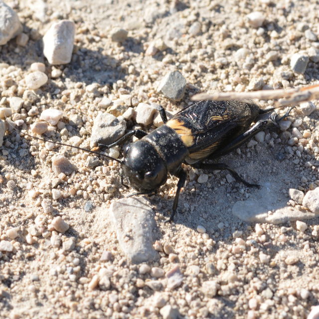 Gryllus campestris - mezei tücsök