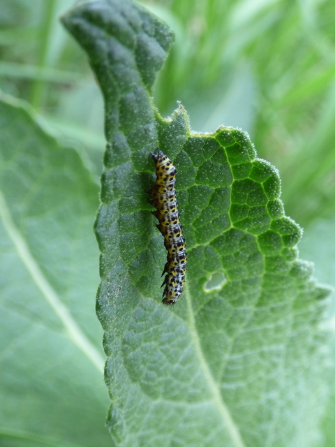 Shargacucullia gozmanyi/scrophulariae/verbasci