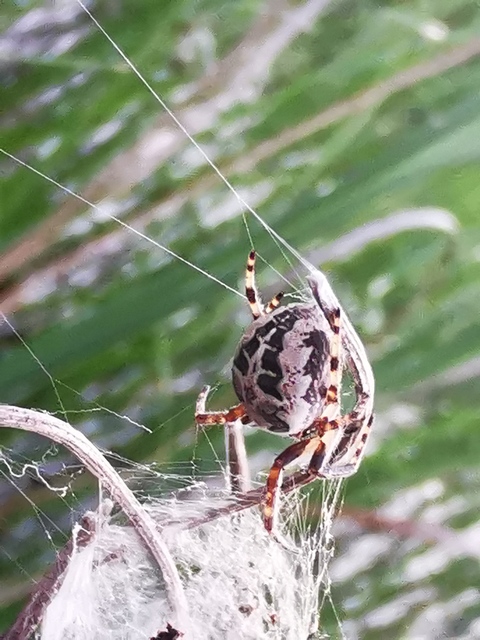 Larinioides cornutus - nádi keresztespók
