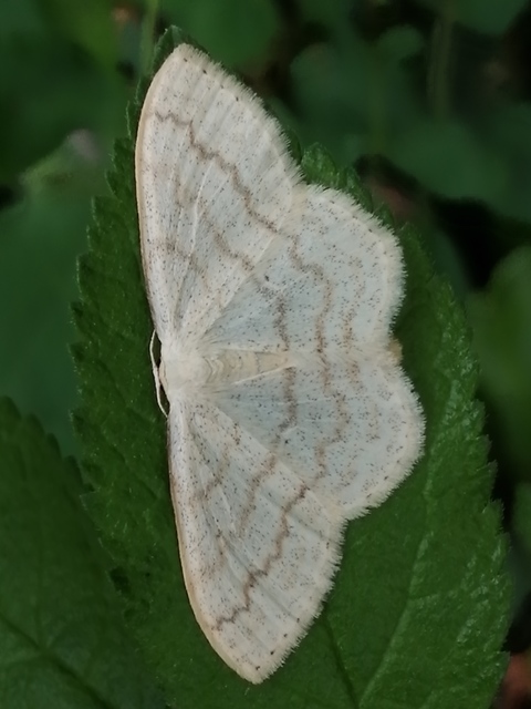 Scopula floslactata - tejfehér sávosaraszoló