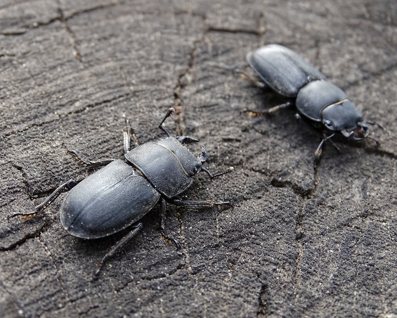 Dorcus parallelipipedus - kis szarvasbogár