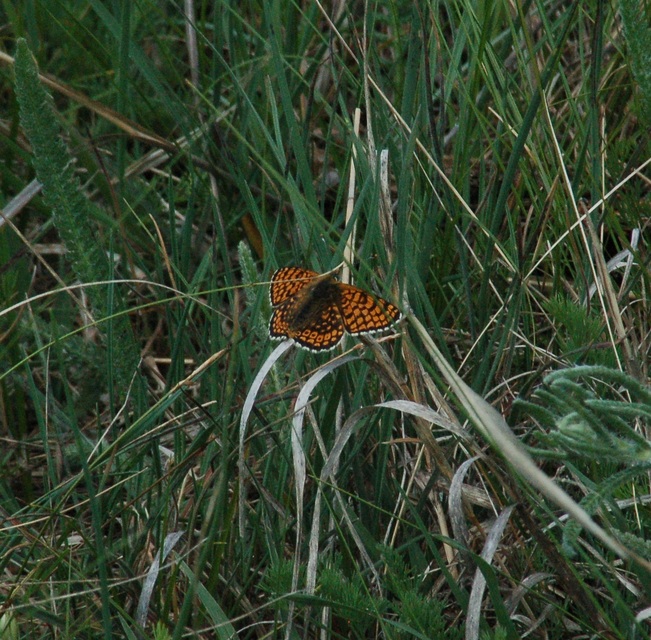 Melitaea cinxia - réti tarkalepke