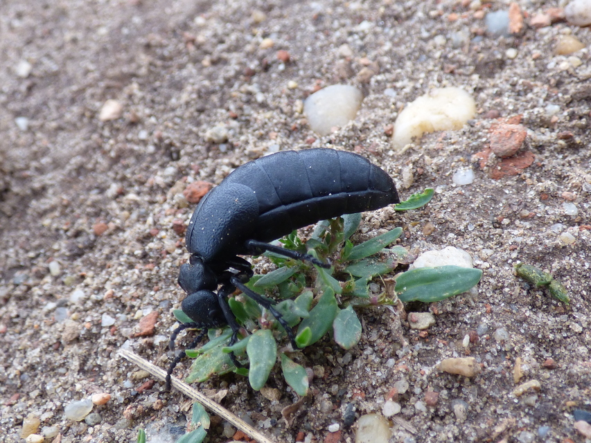 Meloe scabriusculus - érdes nünüke