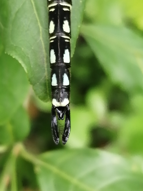 Brachytron pratense - szőrös karcsúacsa
