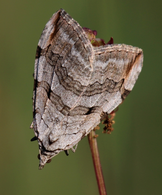 Aplocera efformata/plagiata