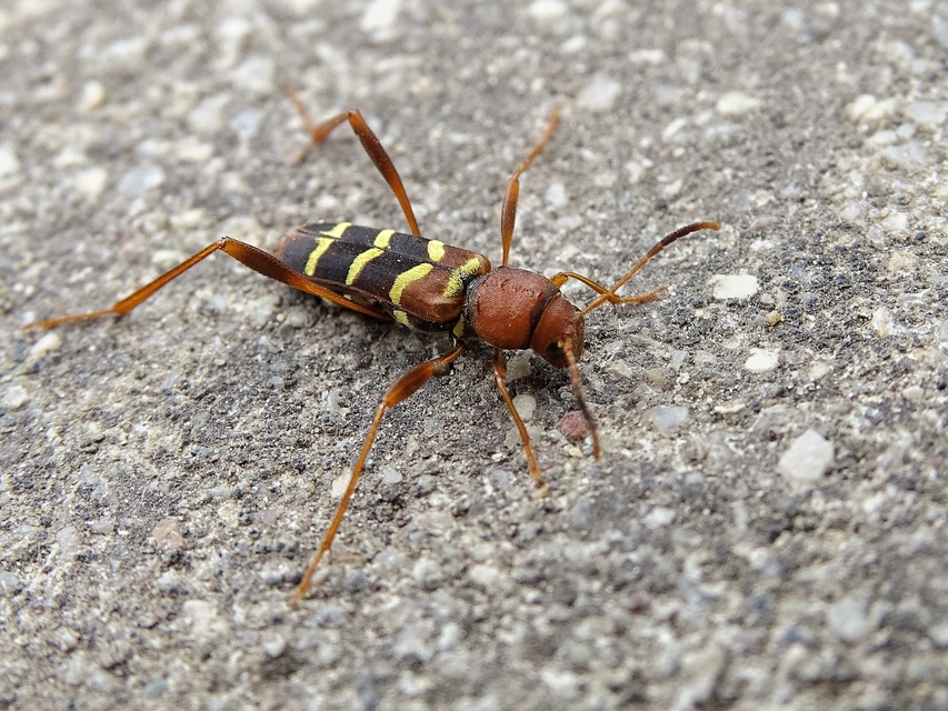 Neoclytus acuminatus - amerikai darázscincér